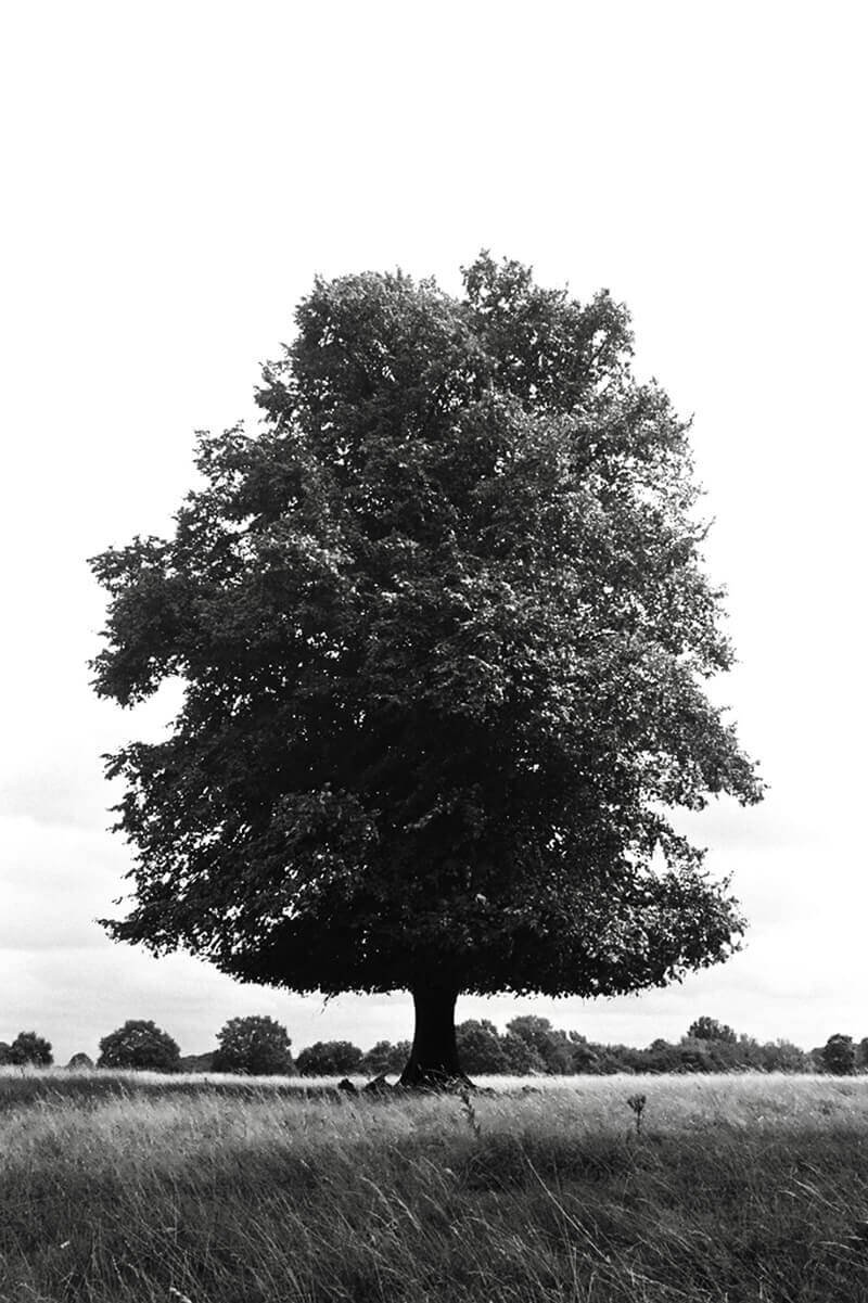 Solitary tree in open field — black and white film photography © Ruskin Brown